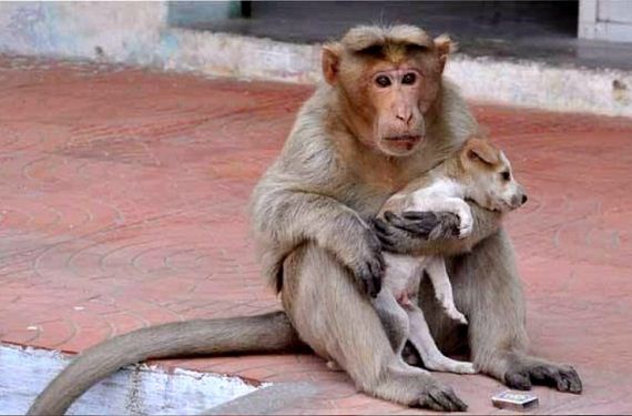 Rhesus Monkey Adopts Orphaned Street Puppy, and It’s Just the Cutest Thing