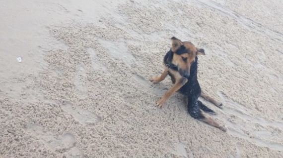 Town Refuses To Help Paralyzed Dog — Until A Model On Vacation Sees Him Dragging Along The Beach
