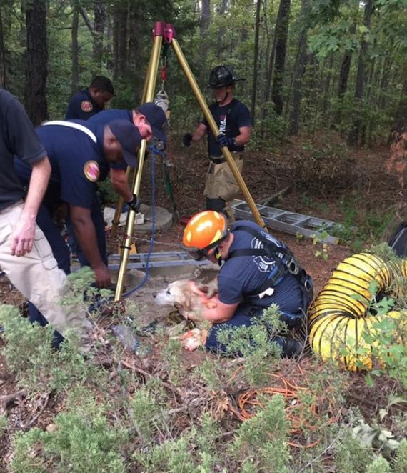 Elderly Blind Dog Plummets Into 40-Foot Well, Then Rescuers Find A Way To Save Him