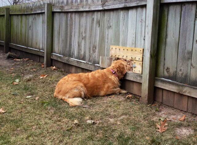 05-fence-window-for-dogs