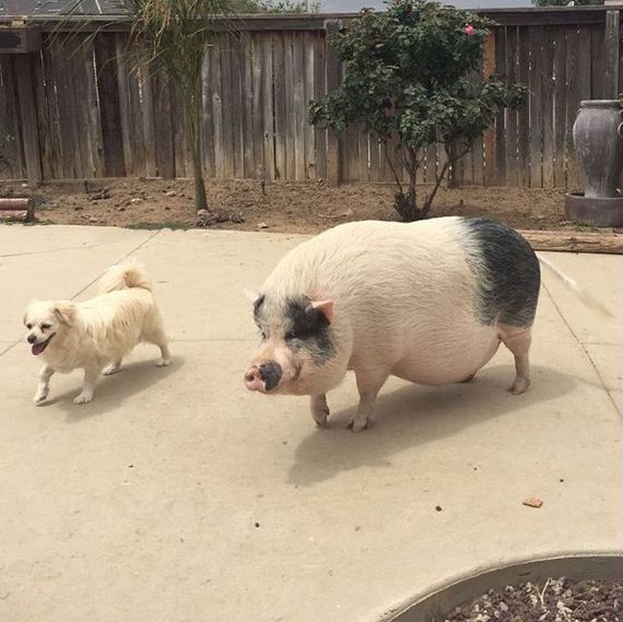 05-pig-dogs