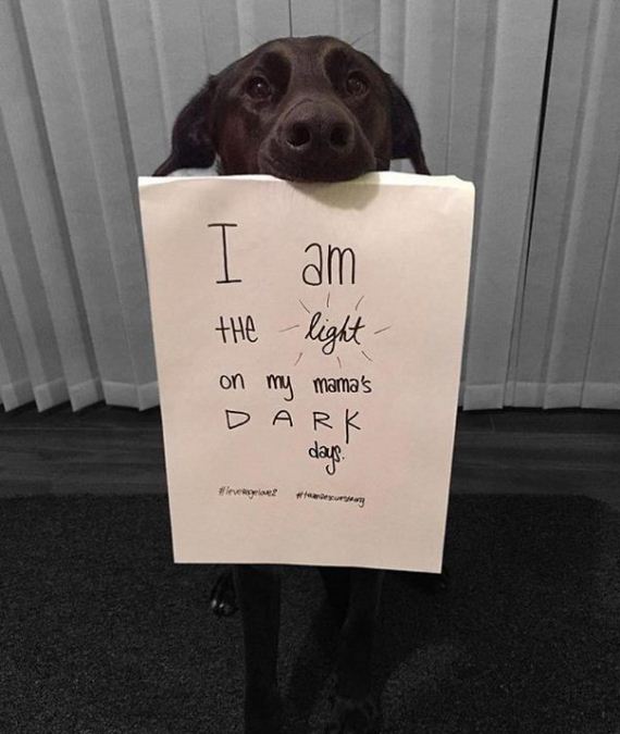 05-rescue-dogs-wear-signs-that-prove-they-werent-the-only-on