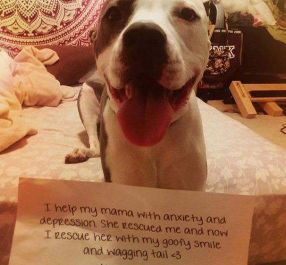 11-rescue-dogs-wear-signs-that-prove-they-werent-the-only-on