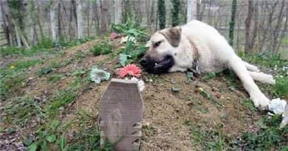 Family Dog Goes To Visit His Owner’s Grave, But What He Does There Brings Everyone To Tears