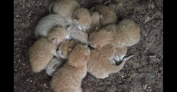 8 Kittens Who Hadn’t Eaten In 24 Hours Were Found Cuddling Each Other For Warmth