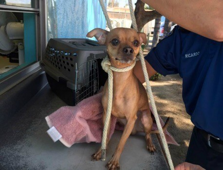 chihuahua-with-rope
