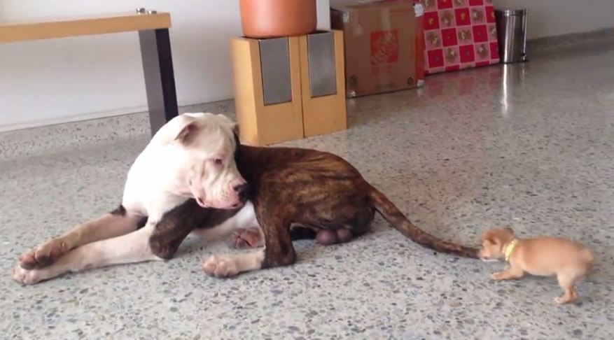 Size Doesn’t Matter: Tiny Chihuahua Pup Meets Gentle Giant AmBull