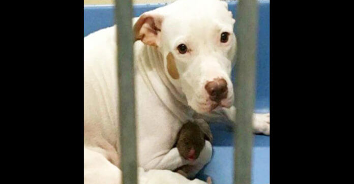 Scared Mother Dog Clings To Her Babies At The Shelter