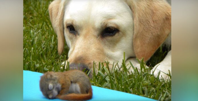 Millie The Labrador Decides To Adopt Baby Squirrel