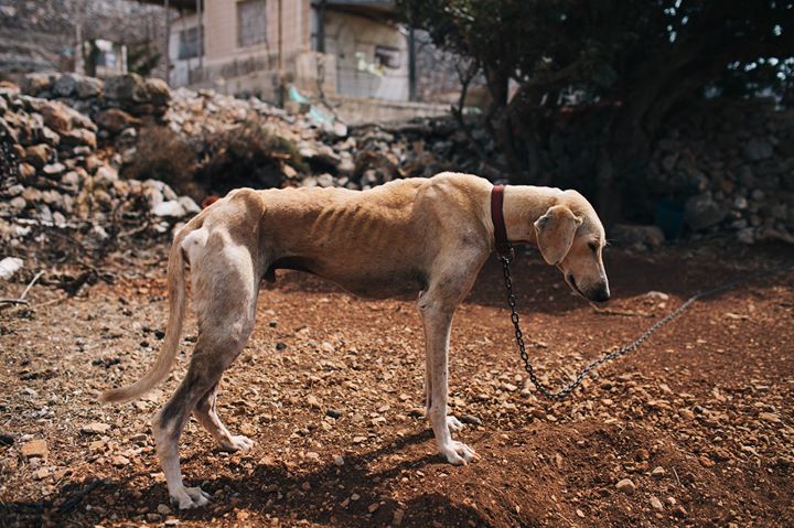 He Found This Dog Starving And Close To Death, But Look At Him Now!