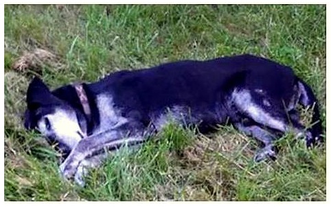 Tumor-Ridden Senior Dog Is Adopted by the Heroic Police Officer Who Saved Him