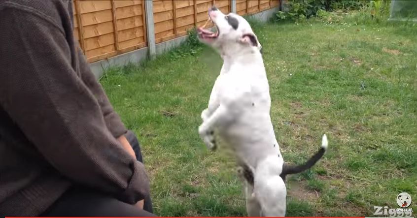 This Dancing Dog Is All Of Us When Our Favorite Song Comes On