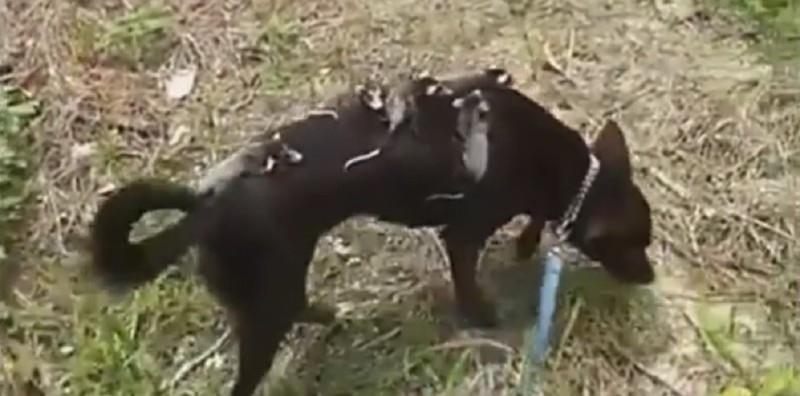 Dog Finds an Orphaned Litter of Opossums and Decides to Care for Them Herself