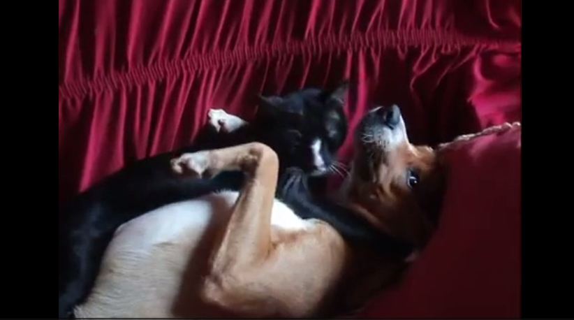 Dog and Cat Best Mates Have a Cuddle Before a Snooze