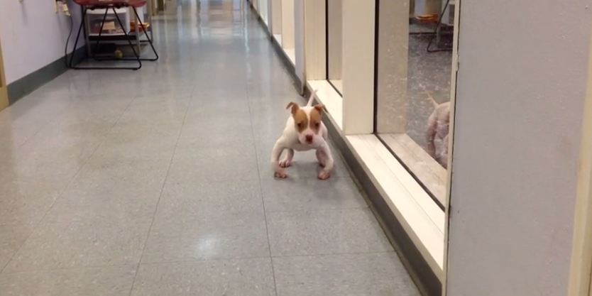 Puppy Born With Deformed Legs Takes His First Stroll Down The Hallway