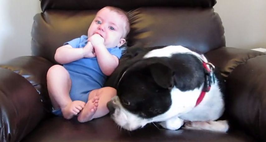 The Dog’s Reaction To The Baby Pooping Himself Is Too Funny For Words