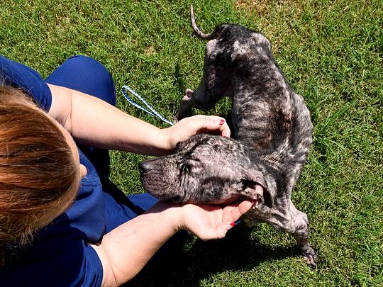 Mangy, Skeletal Dog Makes a Complete Transformation Because of Love