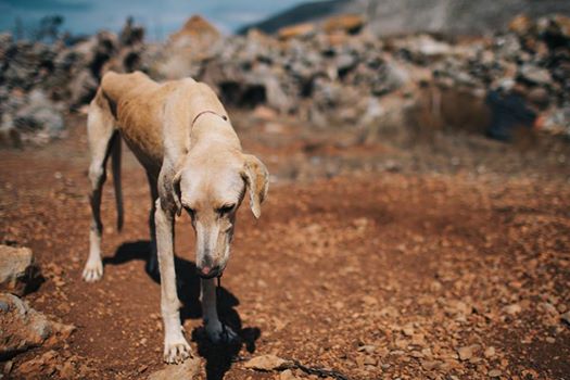 dogs2