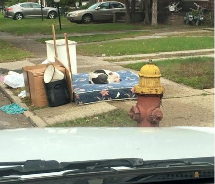 Dog Dumped at Curbside After Family Moves Needs a Loving Forever Family