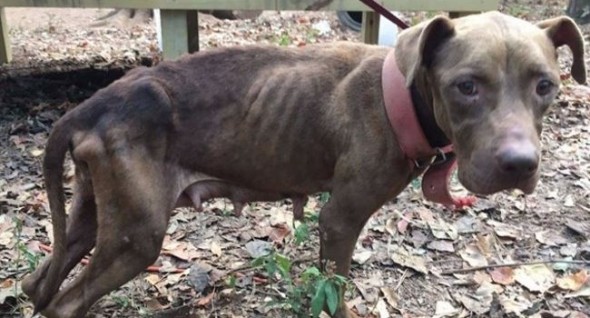 Chained, Starving Pitties Rescued From Dog Fighting Farm in GA