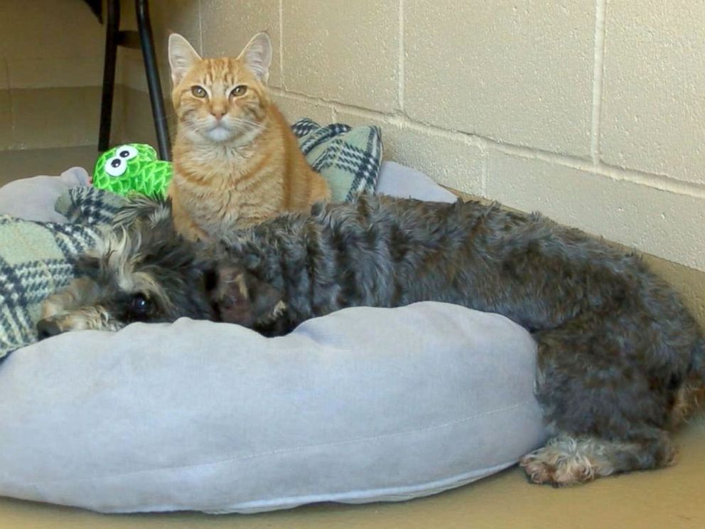 Romeo & Juliet: Cat and Dog are a Bonded Pair at California Shelter