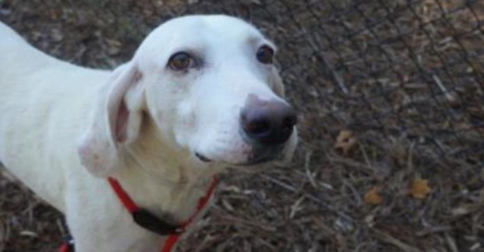 Escape Dog Returns To Shelter 11 Times. Then They Realized He Was Trying To Tell Them Something…