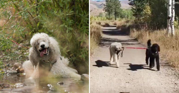 This Blind And Deaf Poodle Gets Through Each Day With The Help Of Her 3 Doggy Sisters