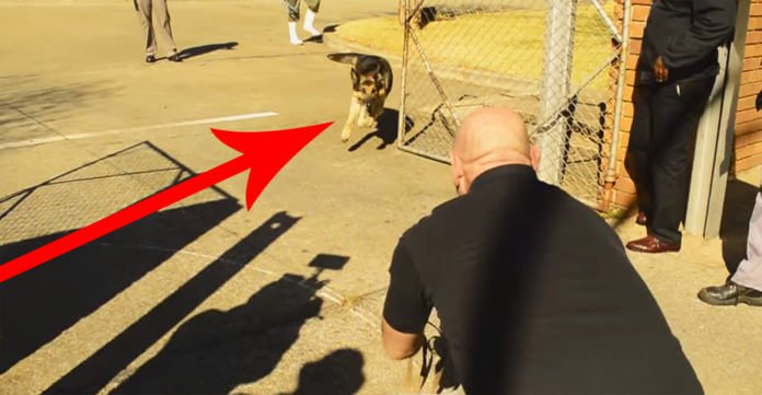 This Military Dog Hasn’t Seen His Soldier In 2 Years. When They Let Go Of His Leash, Watch!