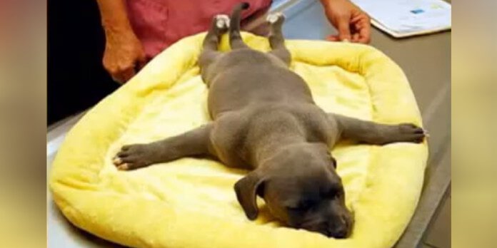 When You See Why They Threw Their Puppy In The Trash Bin, You’ll Be Horrified