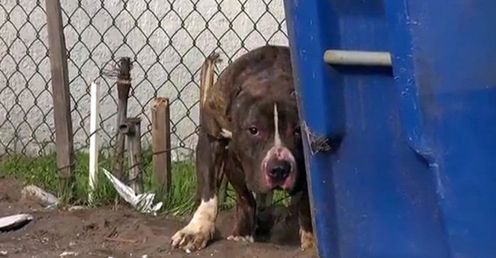 Kids Would Throw Rocks At A Pit Bull Who Just Wanted To Be Loved