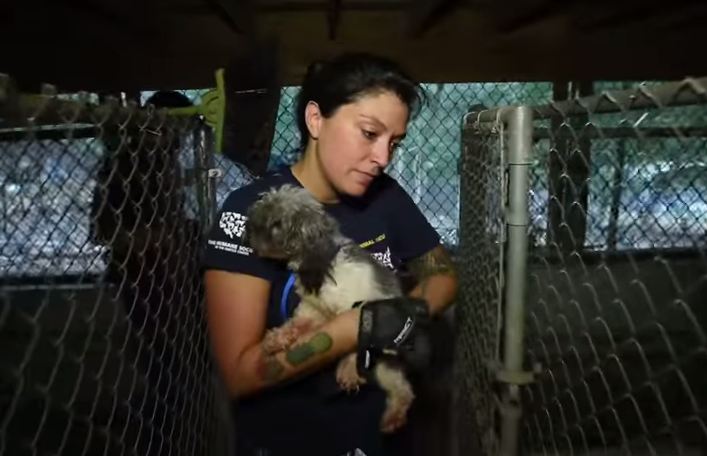 Police Search Stranger’s Property After An Anonymous Complaint, Discover 130 Animals In Cages