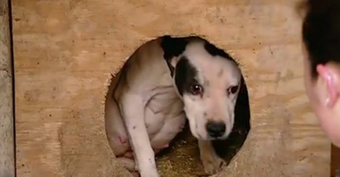 Heavily Pregnant Dog Pulled From Fighting Ring Just Before Giving Birth