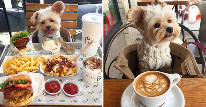 Starving Homeless Dog Gets Rescued And Taken To Pet-Friendly Restaurants Every Day