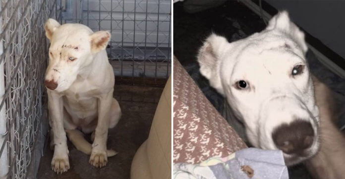 Scared Dog Wakes Up Rescuer In Middle Of Night To Thank Her