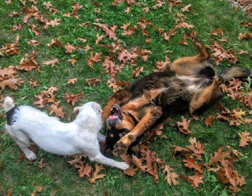 A Dog Got Stuck After Chasing A Rabbit Down A Pipe, But Her Best Friend Refused To Leave Her Side