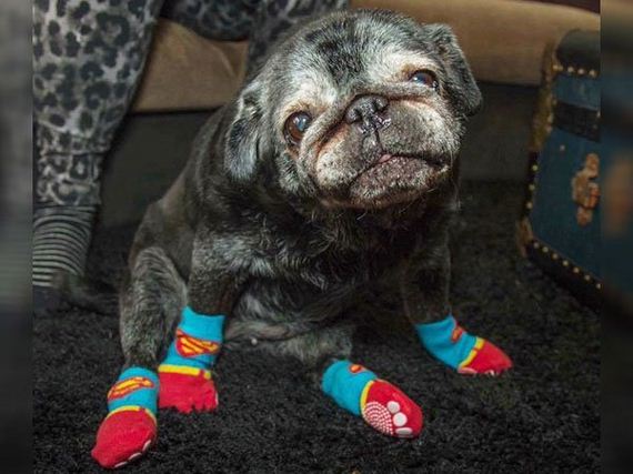 Immobile old Pug gets a new lease on life thanks to the magic of socks