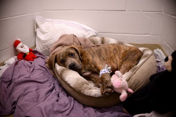 Penn Vet Program Saves 100th Shelter Dog in Need