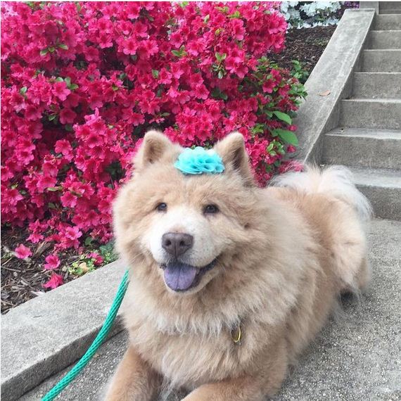 02-senior-dog-princess