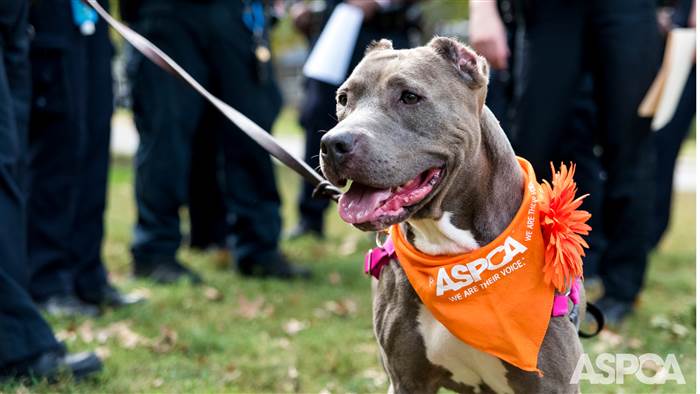 Cops Rescued A Dog Living In Deplorable Conditions. Then She Got To Enjoy A Day On Patrol With Them