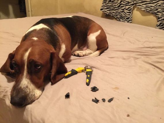 15 Misbehaving Dogs That Can’t Hide Their Guilty Faces From Their Owners