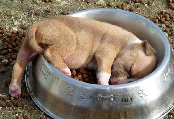 Adorable Animals Who Ate Themselves Into a Food Coma