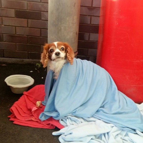 Lonely Little Dog Waits Outside of UK ER for Owner Who Fell Ill