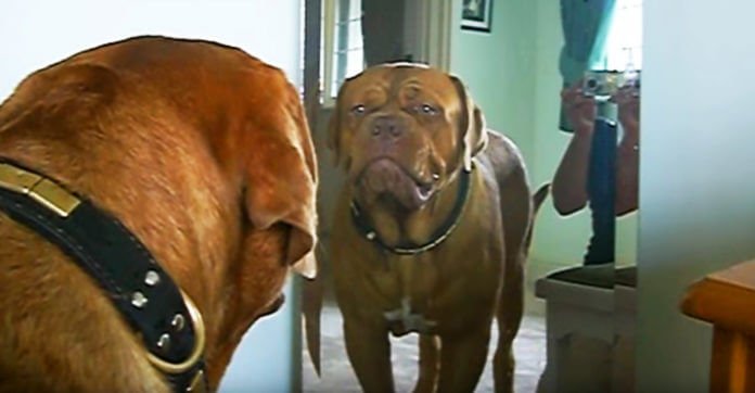 Dog Sees Himself In The Mirror For The Very First Time – And Hilarity Ensues