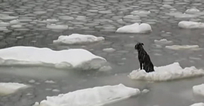 Russian Sailors See A Dog Stranded On An Iceberg — And Their Rescue Plan Is Insane