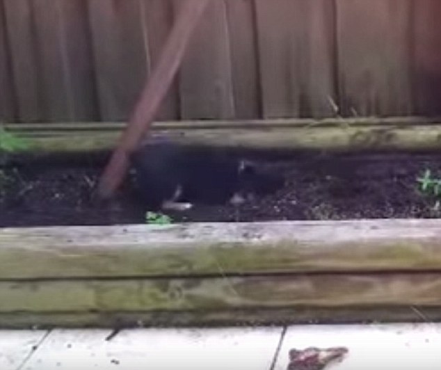 Teensy Puppy Discovers Dirt, Digging And A Purpose In Life