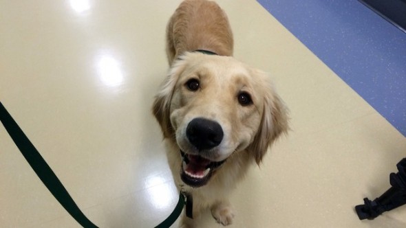 Children’s Hospital In Pennsylvania Gets Full-Time Therapy Dog