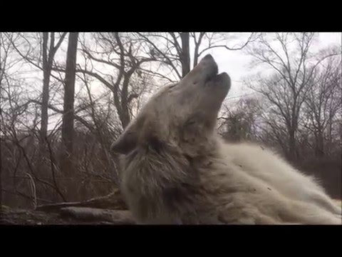 The Laziest Wolf in the World Can’t Be Bothered to Get Up to Howl