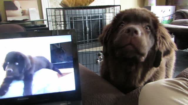 Dog Listens To His Brother’s Video Message, Then Freaks Out When He Hears His Voice