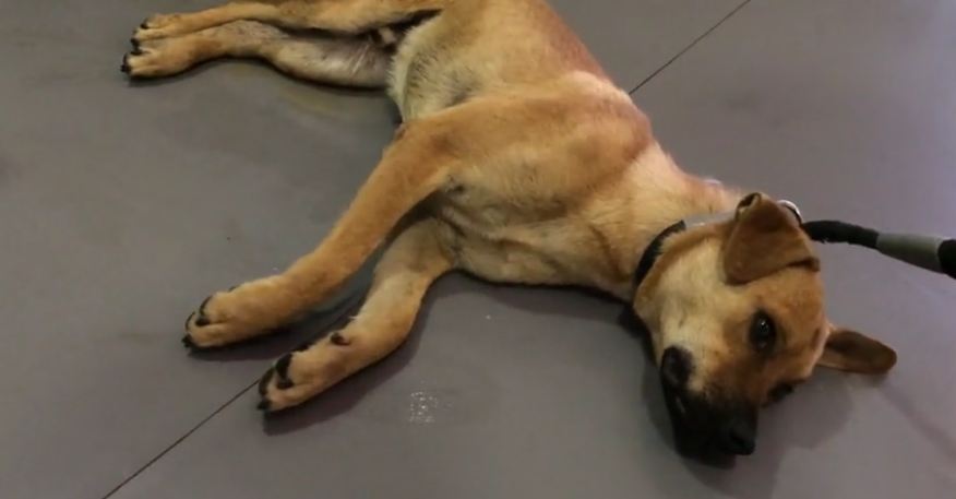 Severely Traumatized Dog Makes A Total Life Change That Doctors Were Never Prepared For