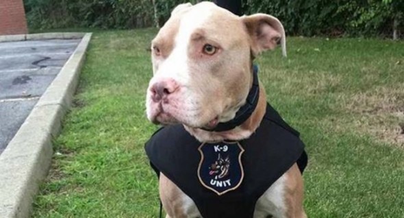 First New York Pit Bull Police Dog to Receive Honors